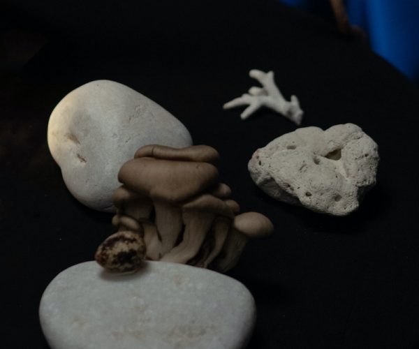 Stones Mushroom Bone on a Black Fabric